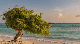 Aruba ed card apply online